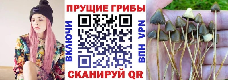 Псилоцибиновые грибы GOLDEN TEACHER  Дальнегорск 
